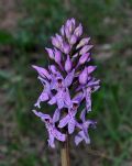 Dactylorhiza maculata subsp. fuchsii